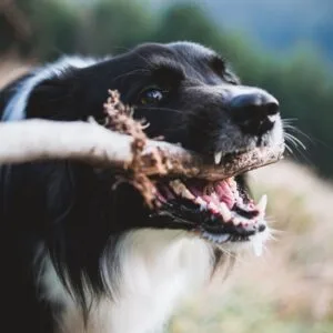 Zahnpflege bei Hunden